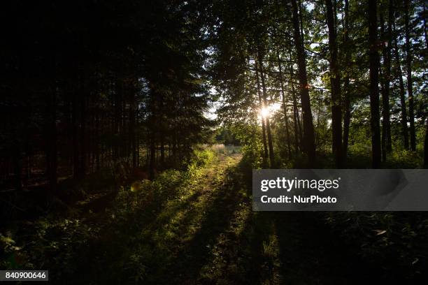 Areas inside the primeval Bialowieza forest are seen on 17 July, 2017. The current, conservative government has allowed logging in Europes only...