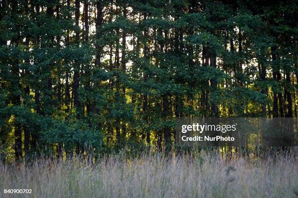 Areas inside the primeval Bialowieza forest are seen on 17 July, 2017. The current, conservative government has allowed logging in Europes only...