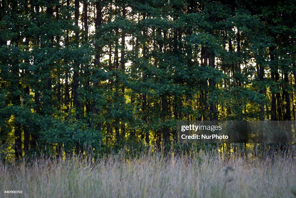 Bialowieza, Europe's last primeval forest