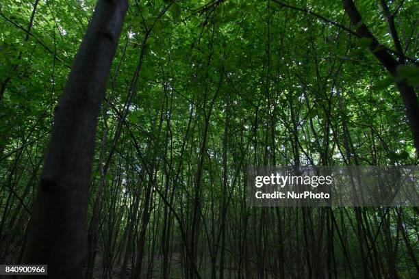 Young trees inside the Bialowieza forest area are seen on 18 July, 2017.