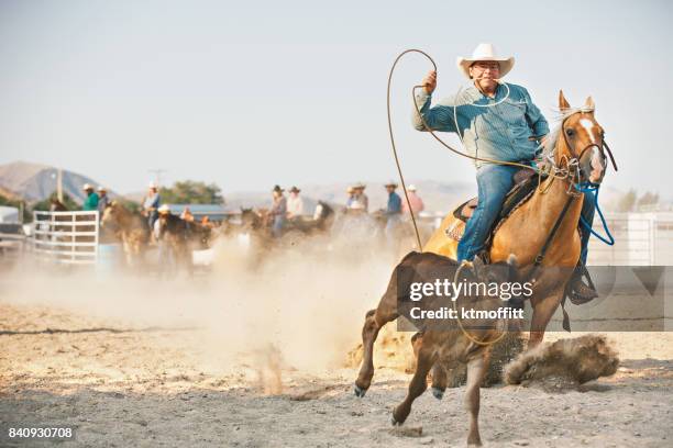 vaquero en becerro roping en rodeo mañana - cuarto de milla fotografías e imágenes de stock