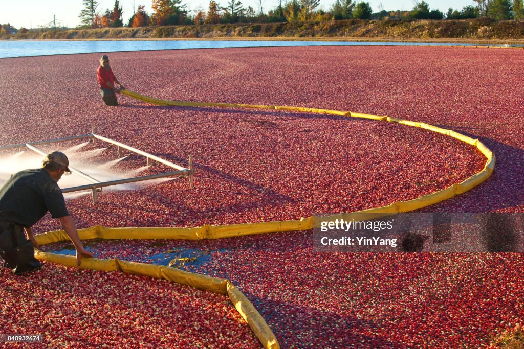 Farm Workers in Cranberry Bog Harvesting the Marsh Field in Wisconsin, USA