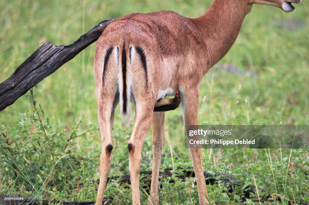 Male Impala (Aepyceros melampus) in Kruger National Park