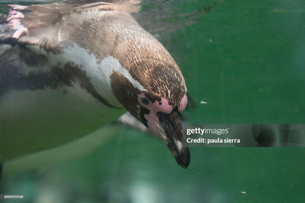 Penguin