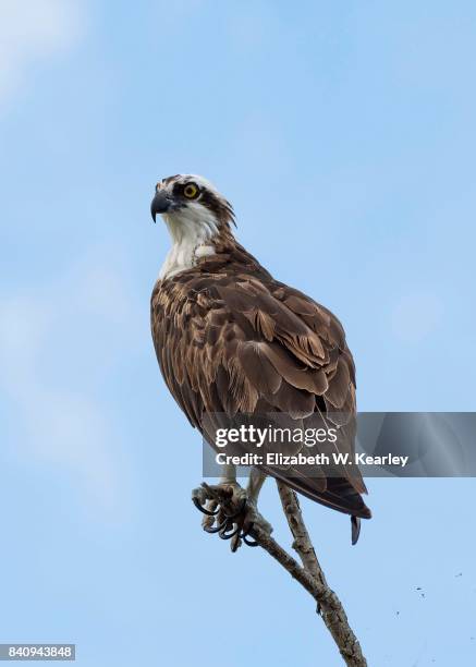 osprey on a tree branch - fischadler stock-fotos und bilder