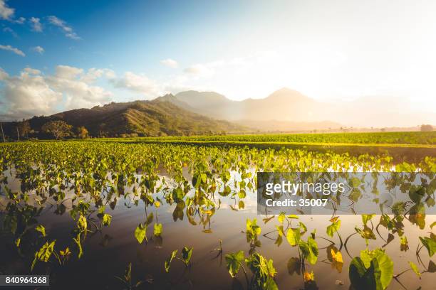 taro fields agriculture, hawaii islands - kauai stock pictures, royalty-free photos & images