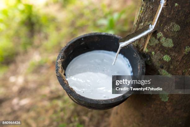 rubber tree (latex) - rubber tree stock pictures, royalty-free photos & images