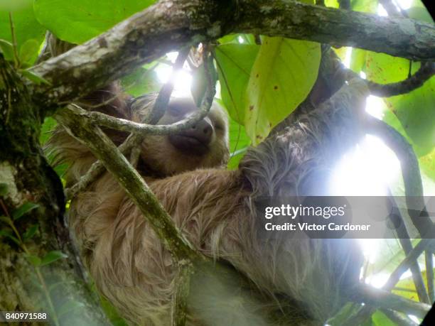 sloths - sloth bear stock pictures, royalty-free photos & images