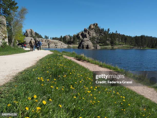 yellow wild flowers at sylvan lake, custer state park, south dakota - keystone south dakota 個照片及圖片檔