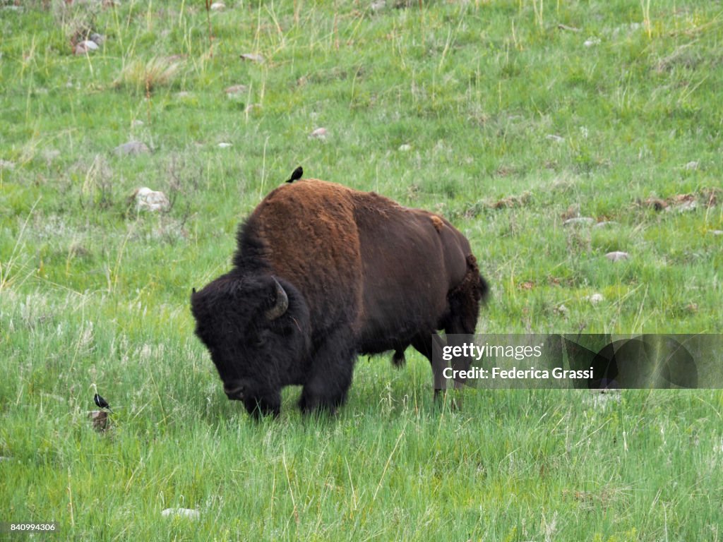 American Bison Grazing In The Rain