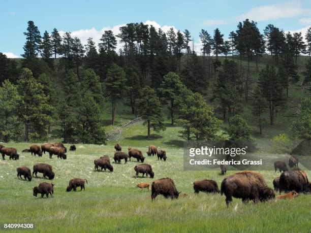custer state park pasture with bison herd - custer state park stock pictures, royalty-free photos & images