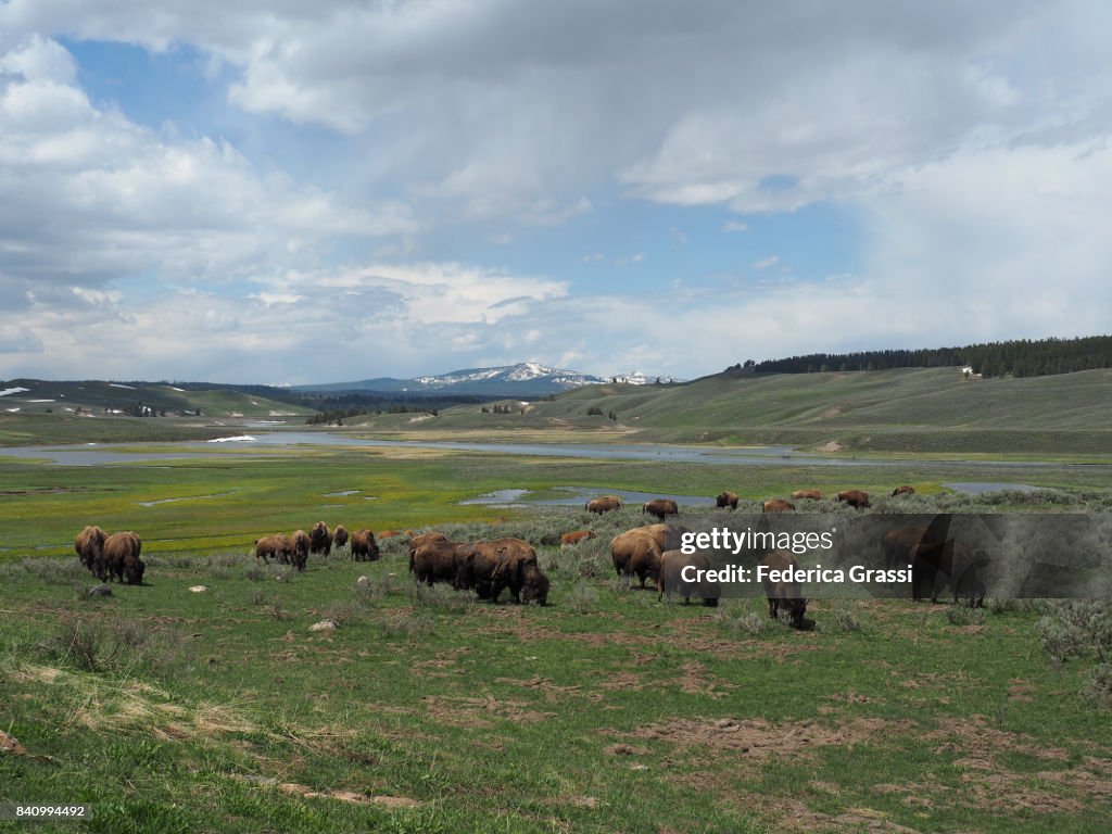 Herd of American Bison Grazing at Yellowstone National Park