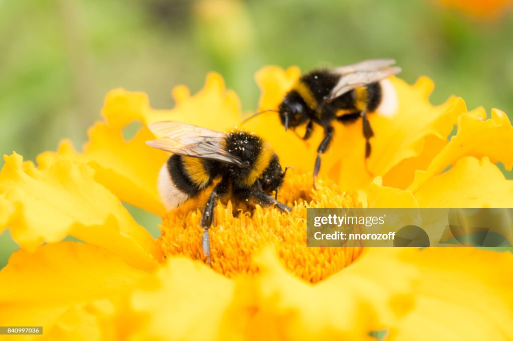 Bumblebee on a yellow flower collects pollen, selective focus