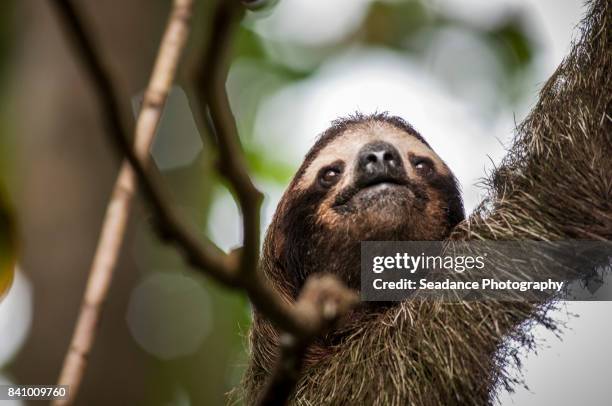 sloths - cahuita stock pictures, royalty-free photos & images