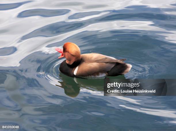 red-crested pochard, netta rufina - rufina stock pictures, royalty-free photos & images