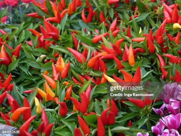 chilli plants for sale at the market, london, uk - chili - fotografias e filmes do acervo