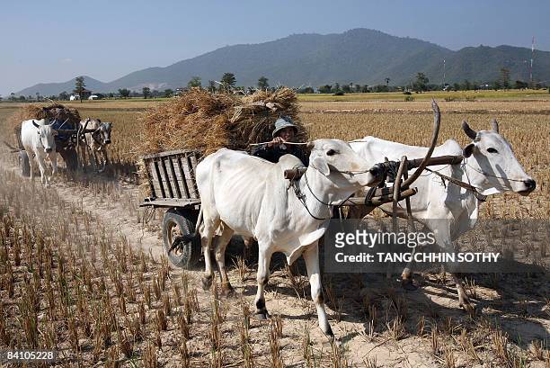 Farmers transport rice stalks by oxcarts at the rice field during harvest season at Kampong Speu province, some 50 kilometers west of Phnom Penh on...