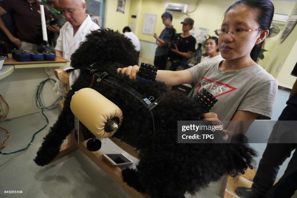 Hospital treat pets by traditional Chinese medicine