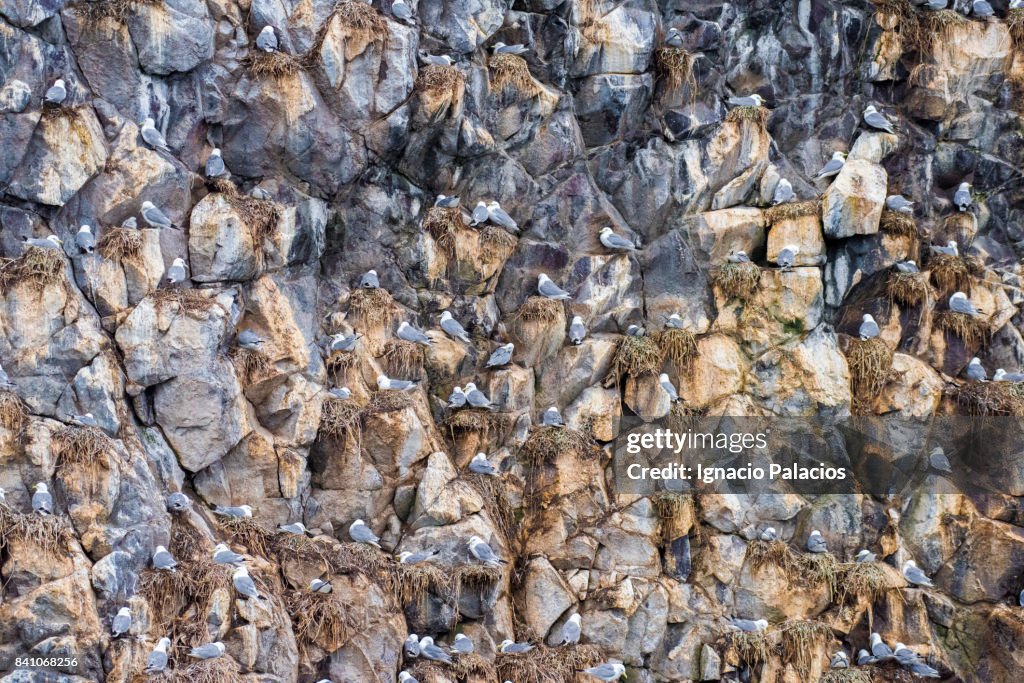 Sea birds nesting on rock, Avacha bay, Kamchatka peninsula