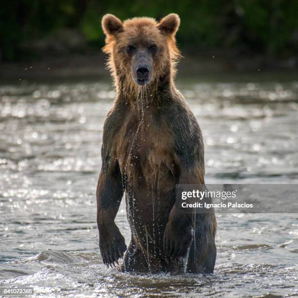 Rampant Bear Photos and Premium High Res Pictures - Getty Images