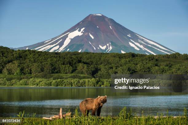 kamchatka brown bear (ursus arctos beringianus) at kuril lake, kamchatka peninsula - kamtjatka bildbanksfoton och bilder