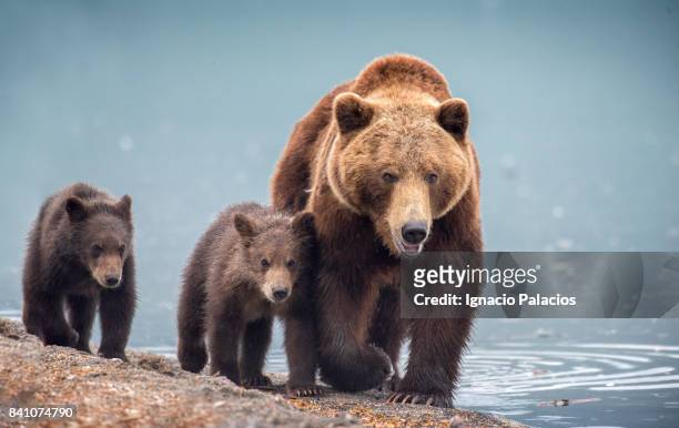 kamchatka brown bear (ursus arctos beringianus) and cubs walkin on the shore of kuril lake, kamchatka peninsula - bear foto e immagini stock