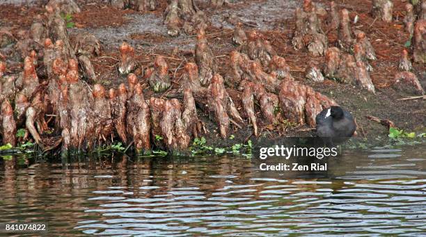 knees of bald cypress trees (taxodium distichum ) and an american  coot ((fulica americana) - american coot stock pictures, royalty-free photos & images