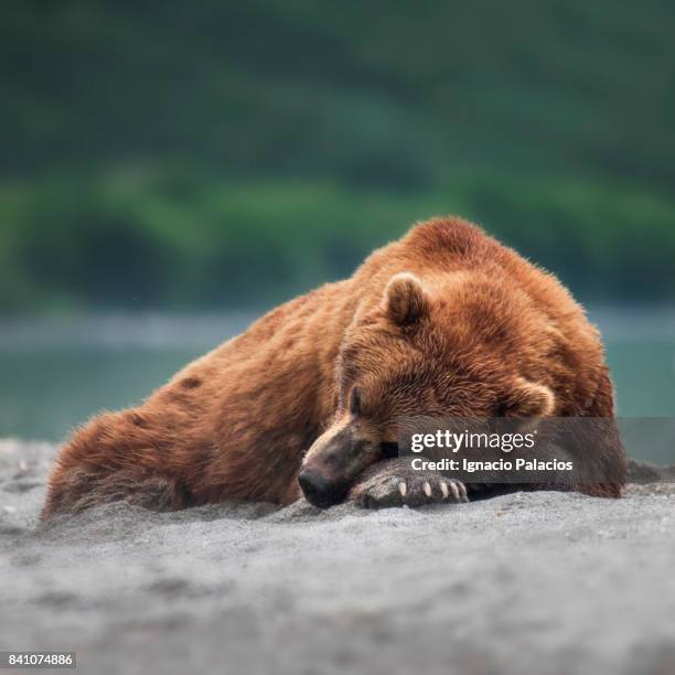 kamchatka brown bear (ursus arctos beringianus), kuril lake, kamchatka peninsula - bear lying down stock pictures, royalty-free photos & images