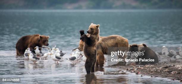 155 Rampant Bear Stock Photos, High-Res Pictures, and Images - Getty Images
