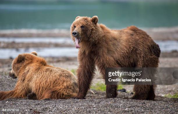 kamchatka brown bear (ursus arctos beringianus), lake kuril, kamchatka peninsula - bären zunge stock-fotos und bilder