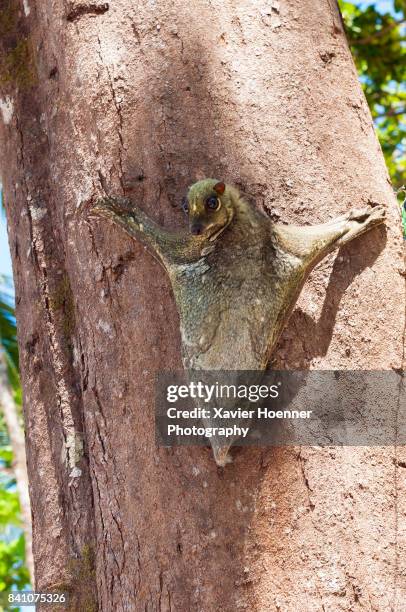 sunda flying lemur | pulau perhentian - flying lemur stock pictures, royalty-free photos & images