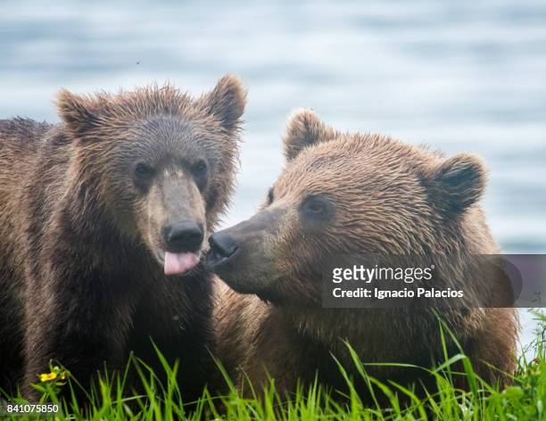 kamchatka brown bear (ursus arctos beringianus), kuril lake, kamchatka - bären zunge stock-fotos und bilder