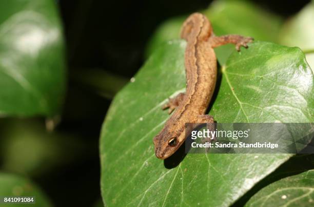 a smooth newt  also known as the common newt (lissotriton vulgaris) climbing over an ivy leaf. - newt stock pictures, royalty-free photos & images