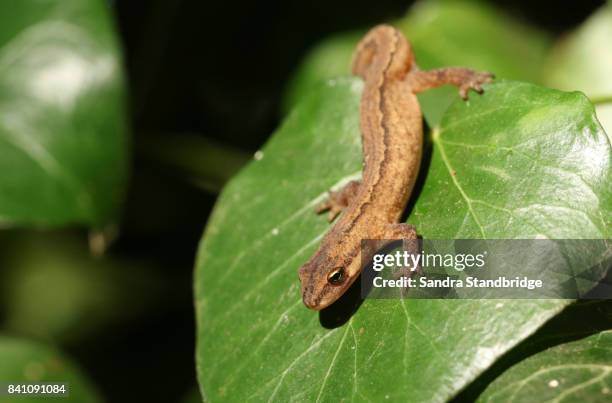 a smooth newt also known as the common newt (lissotriton vulgaris) climbing over an ivy leaf. - common newt stock pictures, royalty-free photos & images