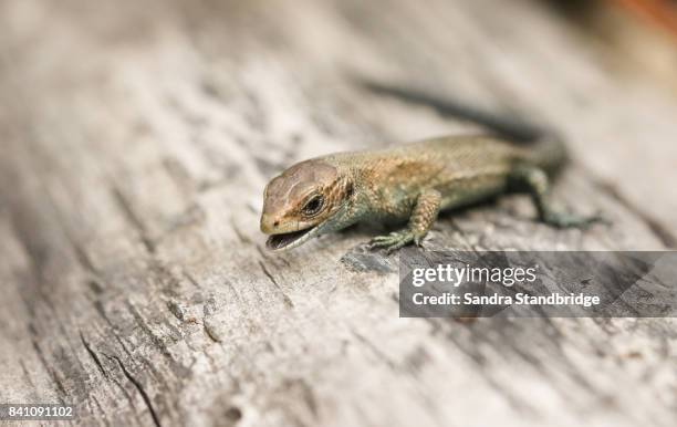 a cute baby common lizard (lacerta zootoca vivipara) with it mouth open showing its forked tongue. - forked tongue stock pictures, royalty-free photos & images