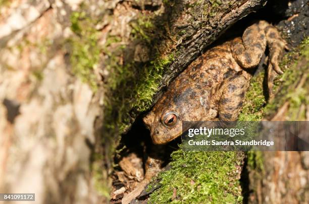 a common toad (bufo bufo) hunting in an old tree stump. - common toad stock pictures, royalty-free photos & images