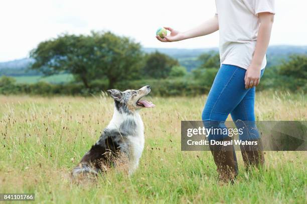 woman training dog with ball in meadow. - trained dog fotografías e imágenes de stock