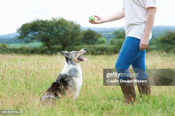 woman training dog with ball in meadow. - trained dog stock pictures, royalty-free photos & images