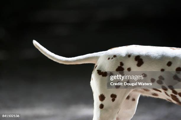 dalmatian dog body and tail. - tail stock pictures, royalty-free photos & images