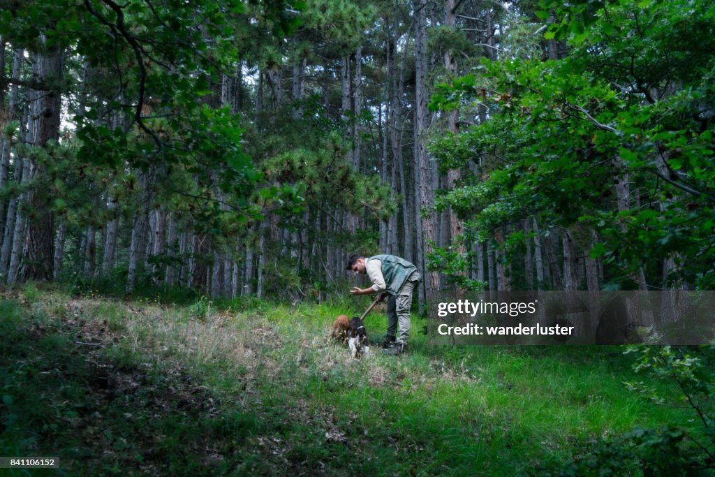 Male truffle hunter in 20's collects truffles in the woods with his two dogs on a summer day, Abruzzo, Italy, Europe
