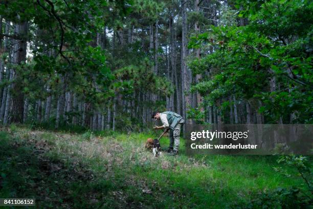 male truffle hunter in 20's collects truffles in the woods with his two dogs on a summer day, abruzzo, italy, europe - oak woodland stock pictures, royalty-free photos & images