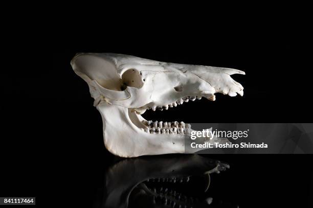 japanese boar's skull - wild boar skull stock pictures, royalty-free photos & images