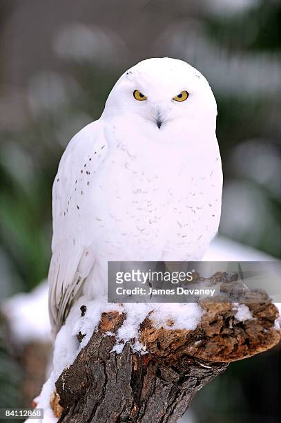 Snowy owl enjoys the seasons first snow storm at the Bronx Zoo on December 20, 2008 in New York City.