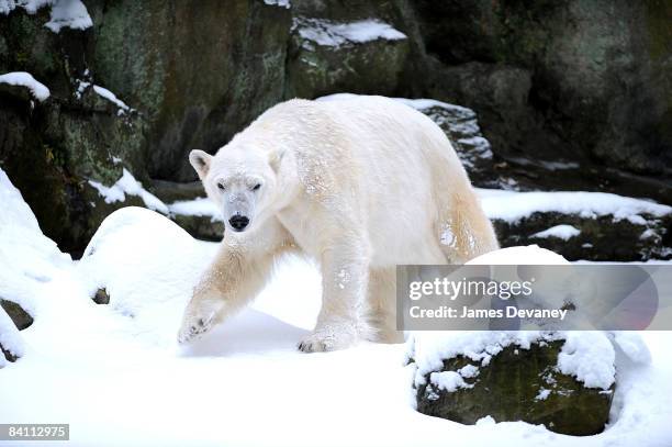 Polar bear enjoys the seasons first snow storm at the Bronx Zoo on December 20, 2008 in New York City.