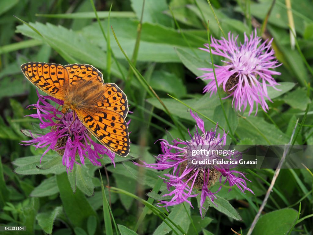Small Pearl-Bordered Fritillary (Clossiana Selene)
