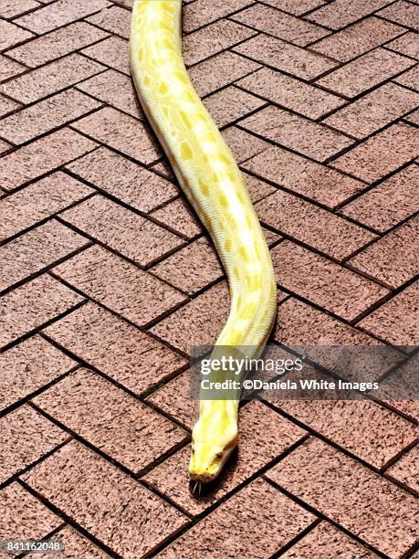 burmese albino python - yellow burmese python stock-fotos und bilder