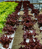 Color lettuce in hydrophonic farm