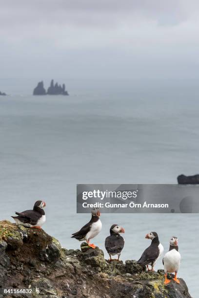 puffins on guard - gunnar örn árnason stock-fotos und bilder