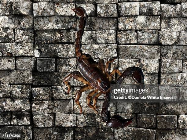 european scorpion - pedipalp stock pictures, royalty-free photos & images