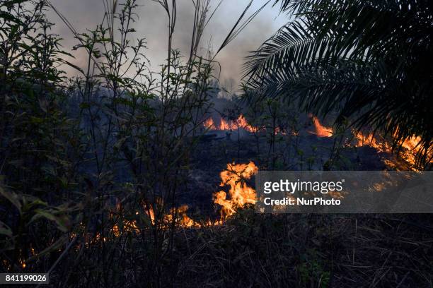 Firefighters trying to extinguish a land and forest fire on Augustus 30, 2017 in Pekanbaru, Indonesia The high winds and the difficulty of access to...